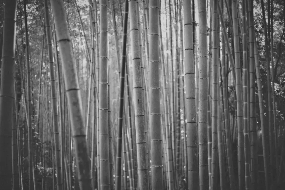 A bamboo grove with tall, straight stalks. Black-and-white photo.